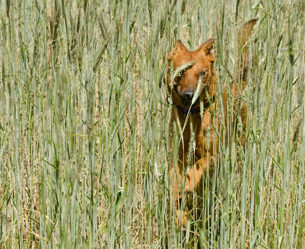 DSC9733c