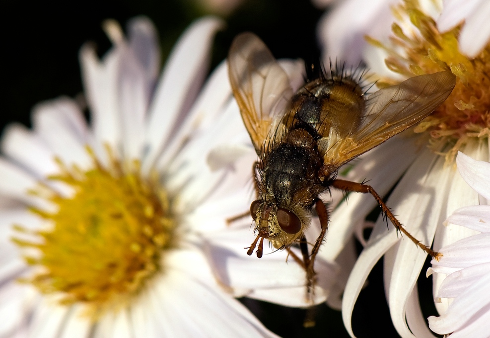 DSC9749 hsw