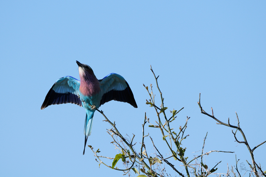 DSC9812 NFF