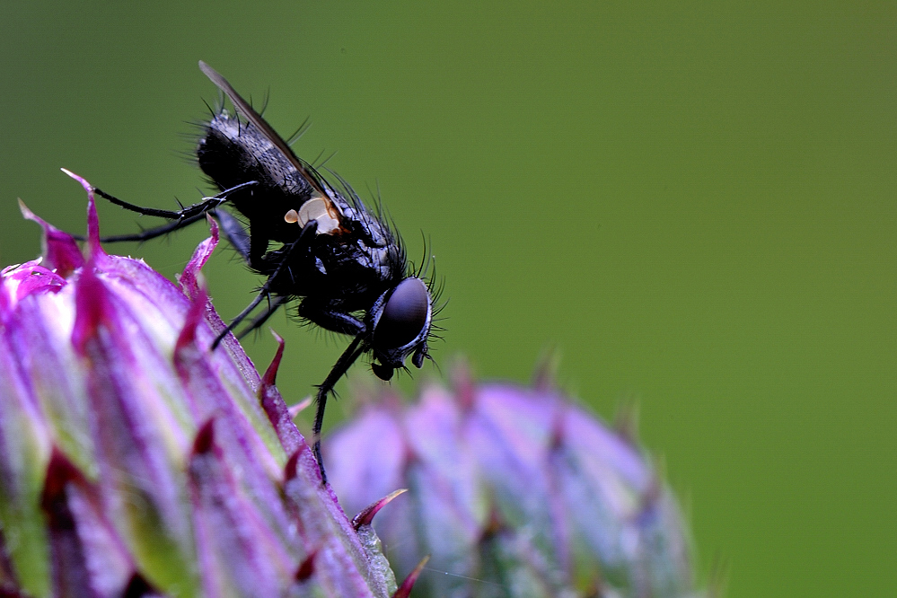 DSC9876Fliege3
