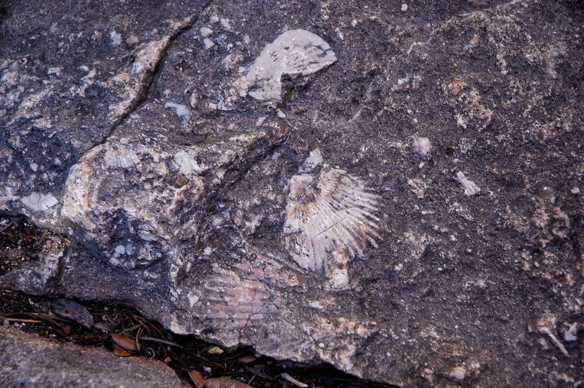 DSC_0009.jpg