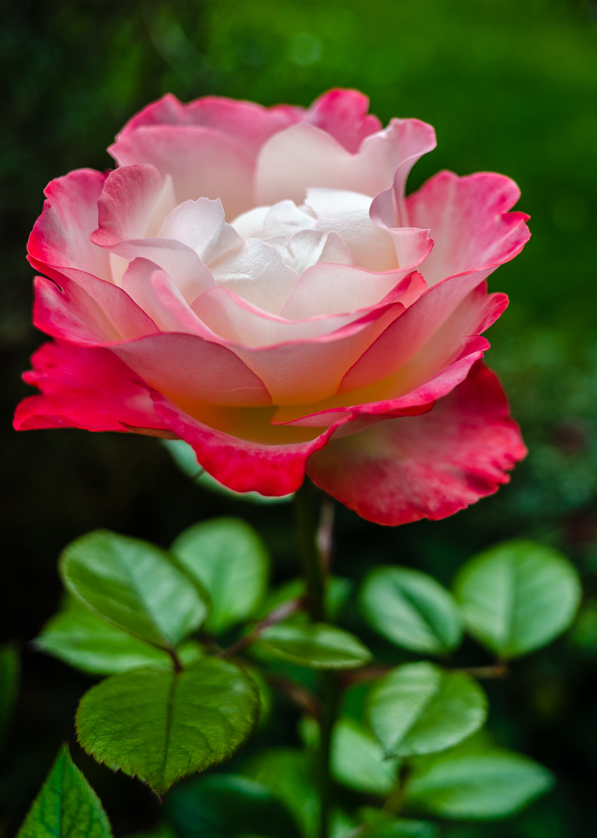 DSC_0019.jpg