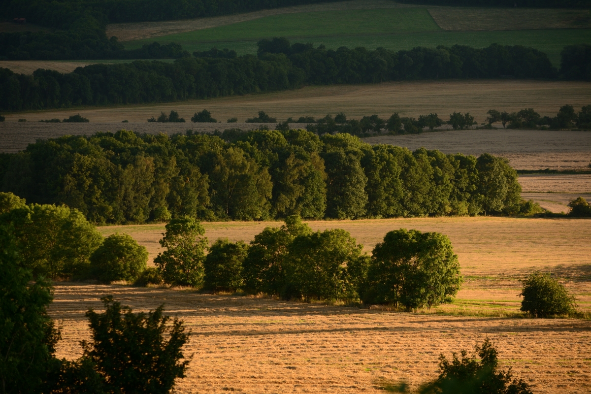 DSC_0031_00001n1.jpg