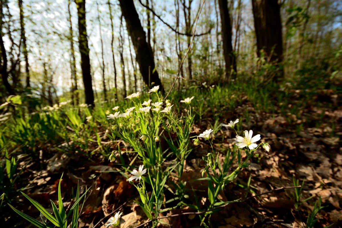 DSC_0048_00001n.jpg