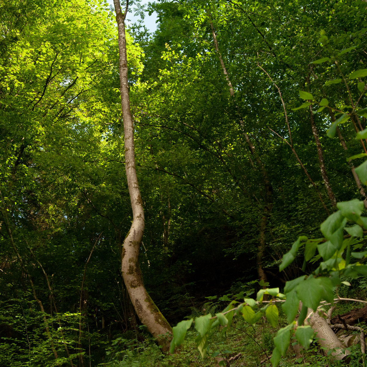 DSC_0054.jpg
