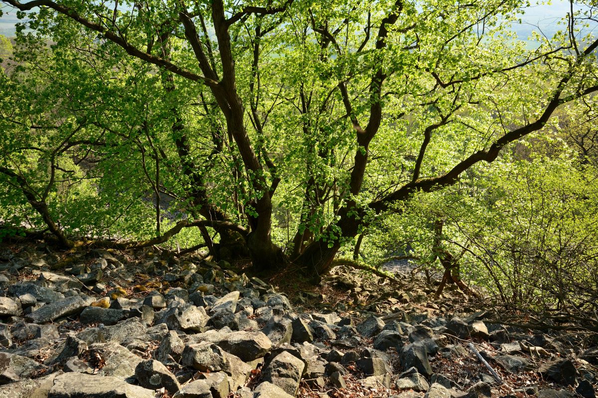DSC_0056_00001n.jpg