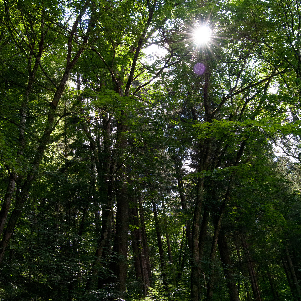 DSC_0081.jpg