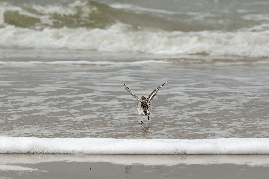 DSC_0082.jpg