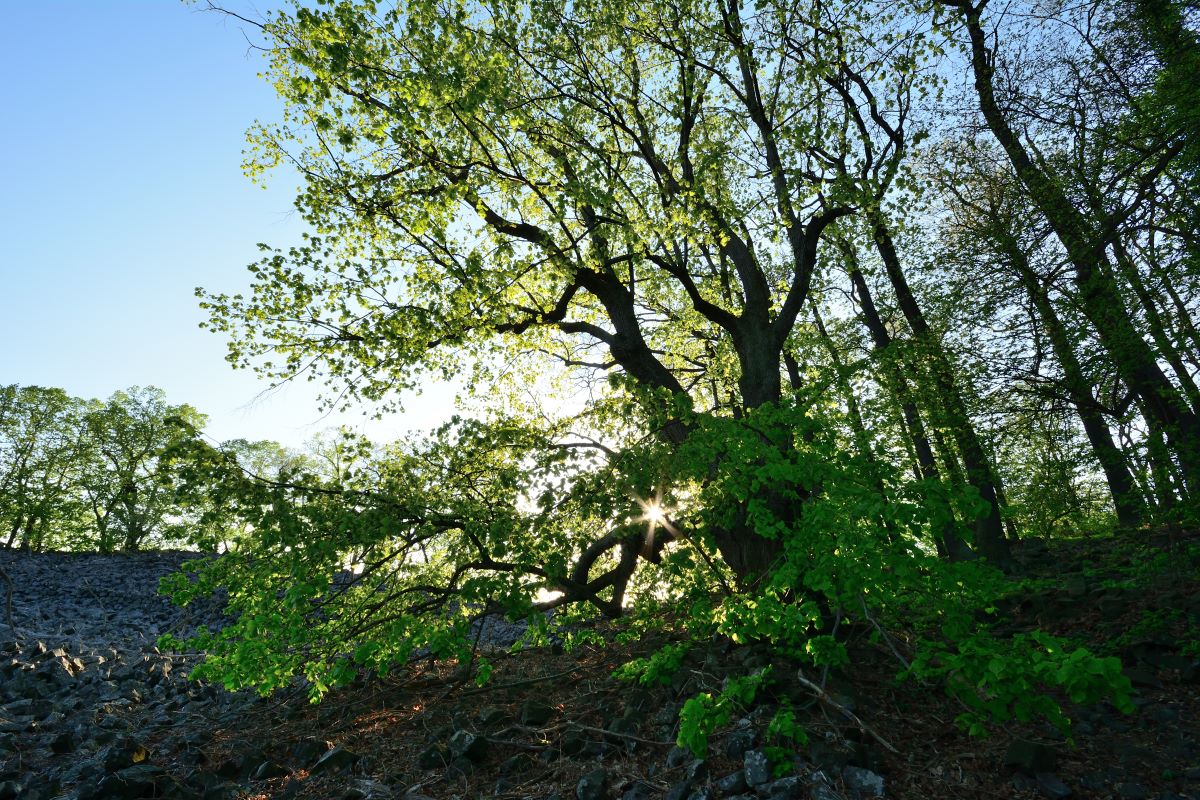 DSC_0087_00001n.jpg