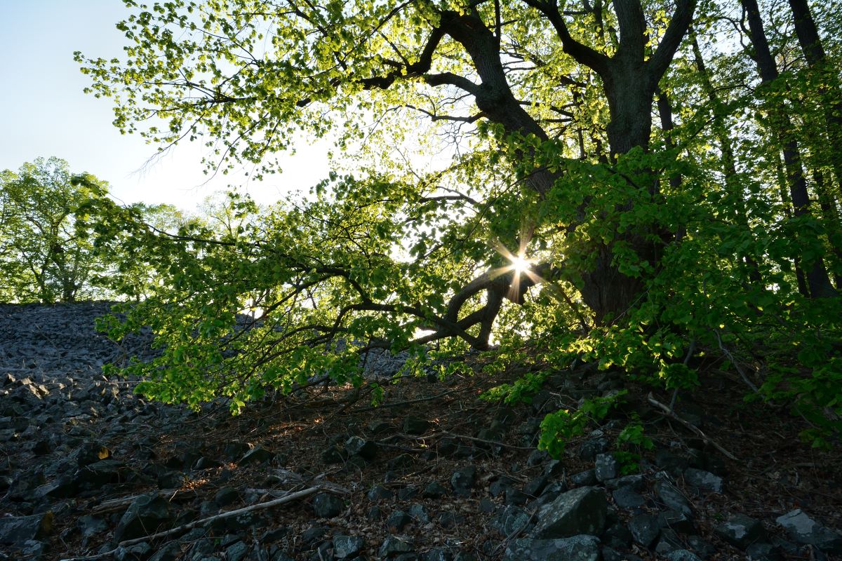 DSC_0088_00001n.jpg