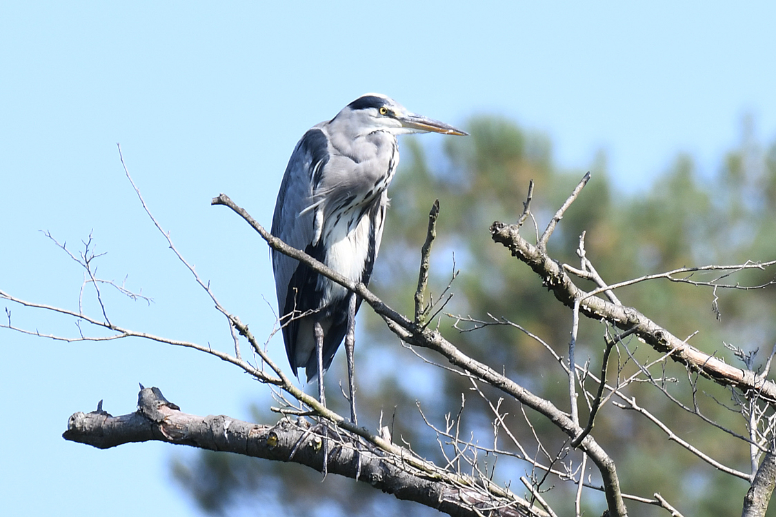 DSC_0106.jpg