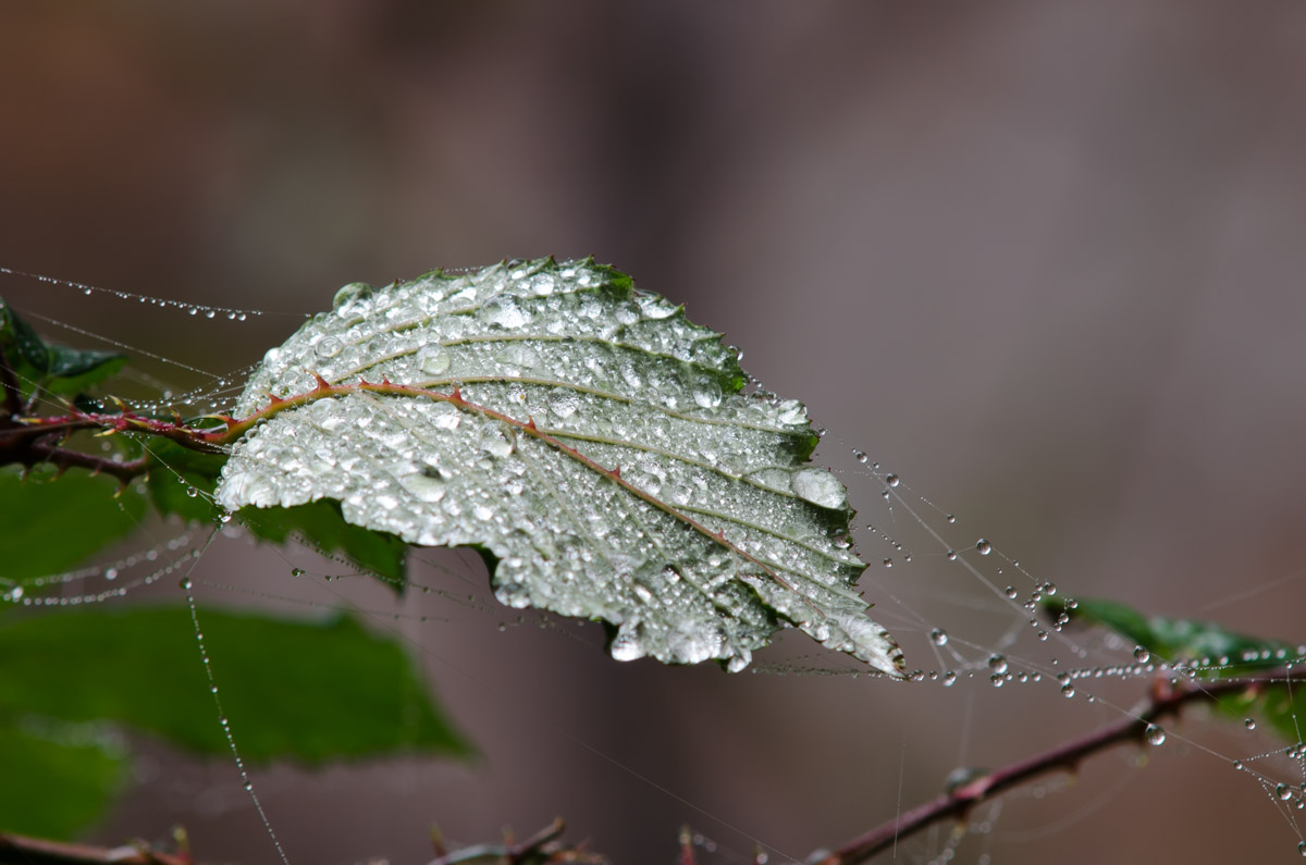 DSC_0135.jpg