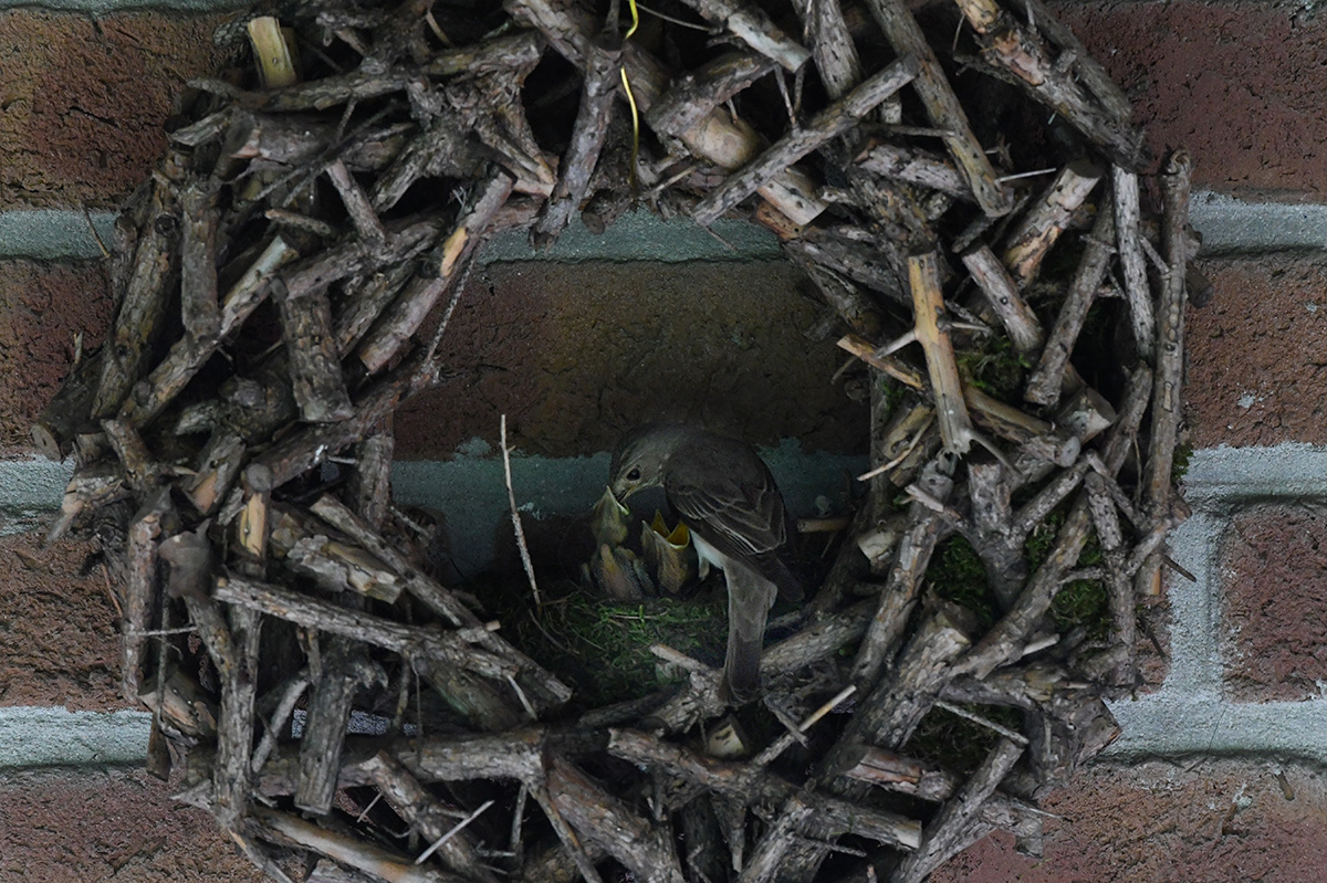 DSC_0214.JPG