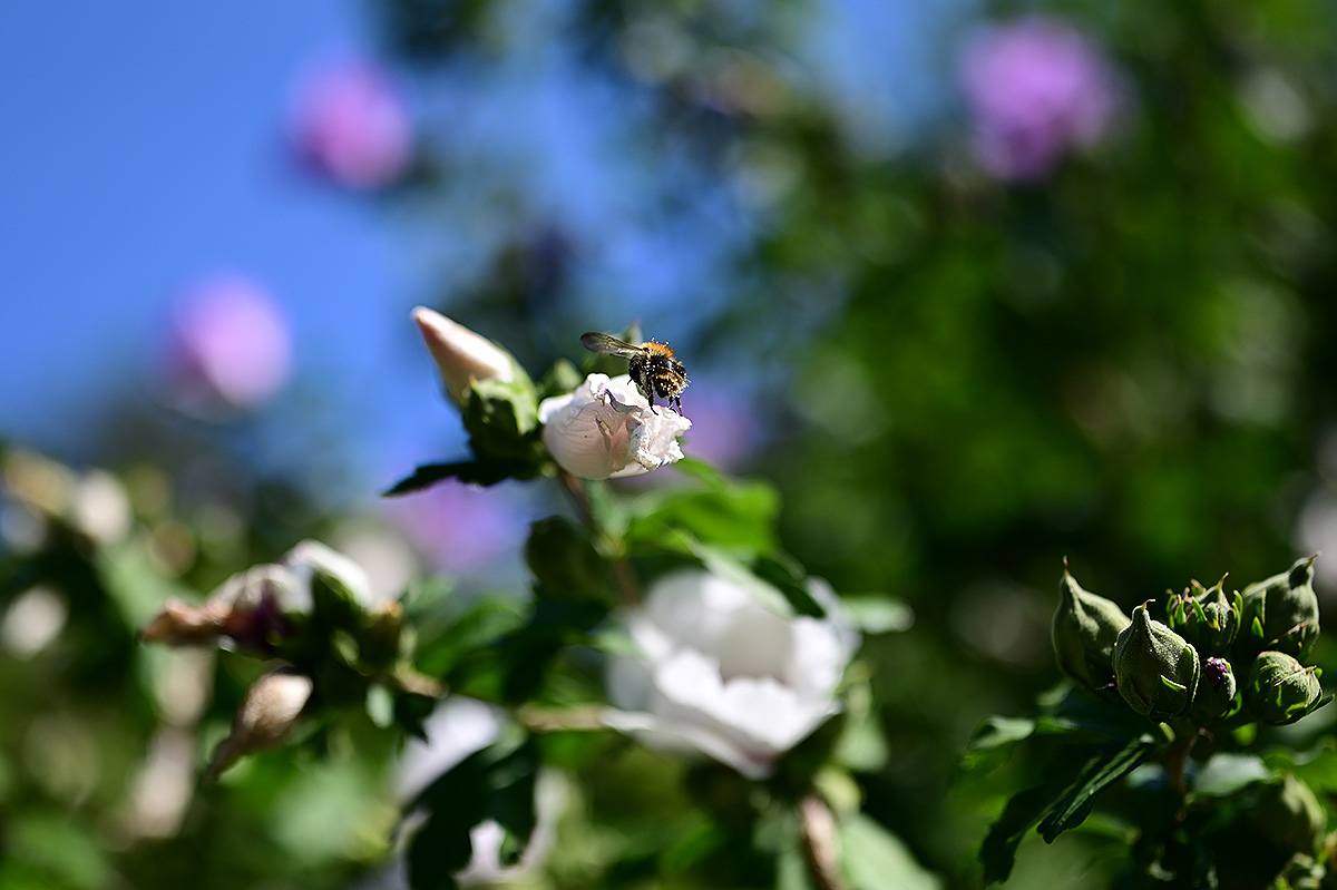 DSC_0218.jpg