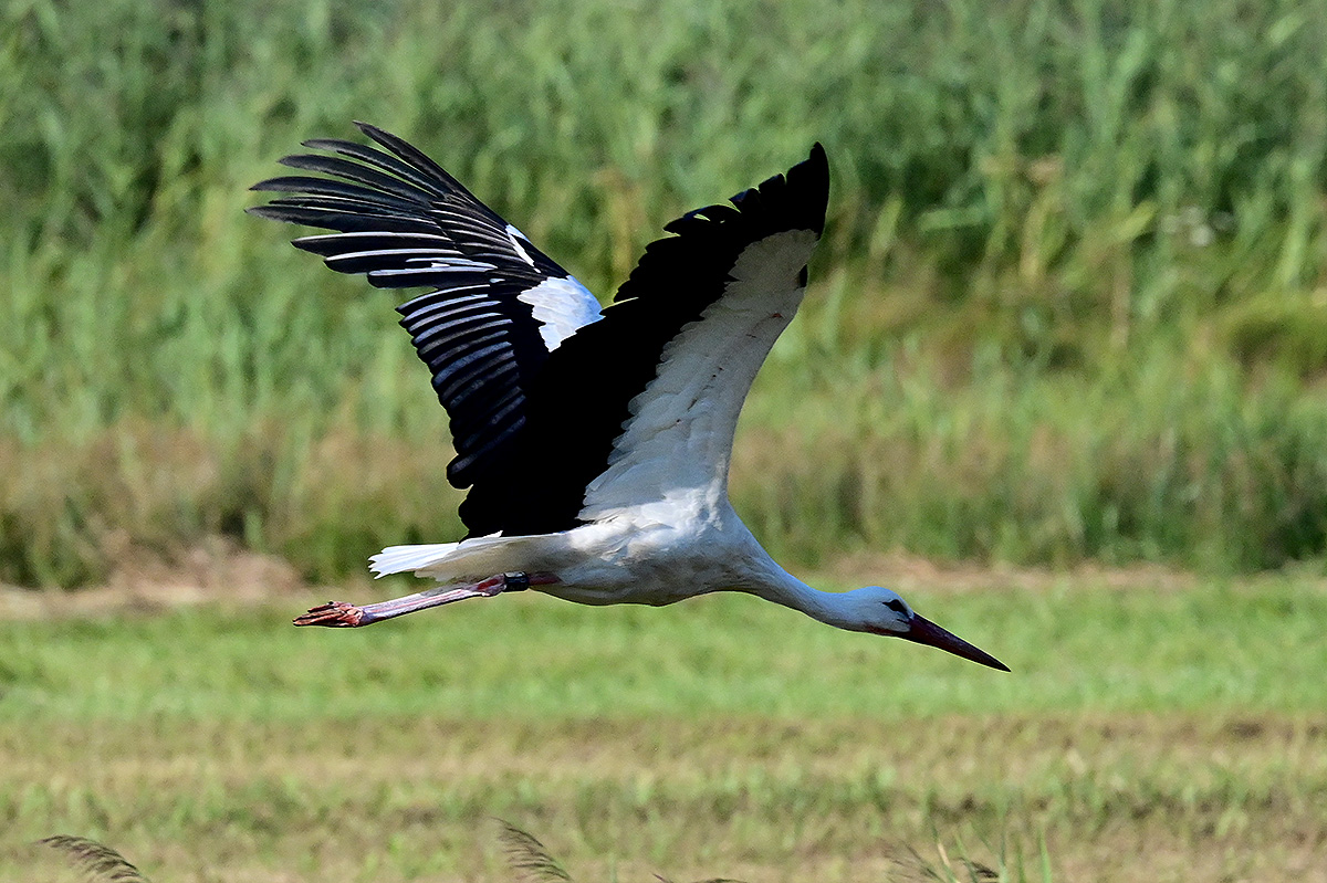 DSC_0236.jpg