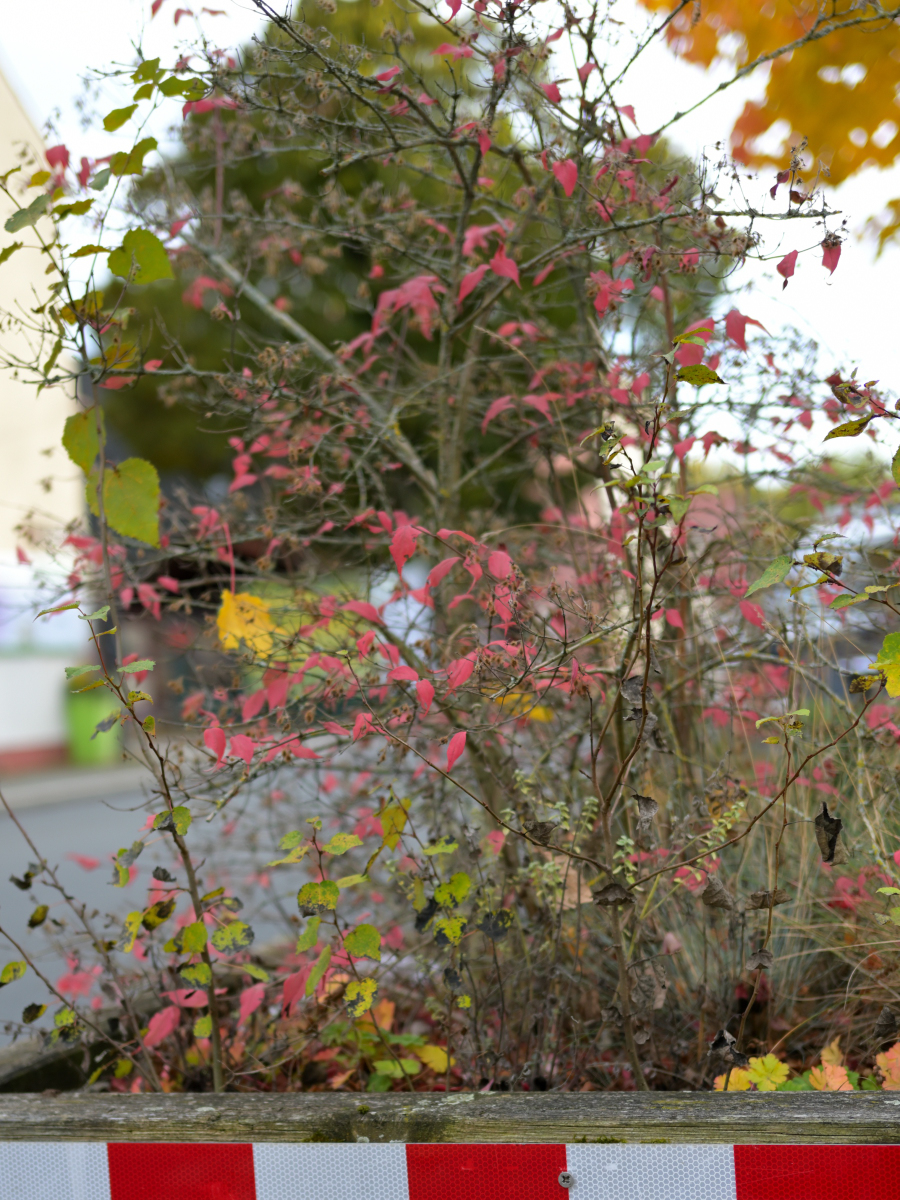 DSC_0237.JPG
