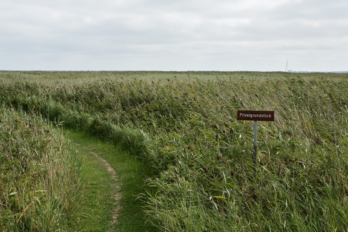 DSC_0248.JPG