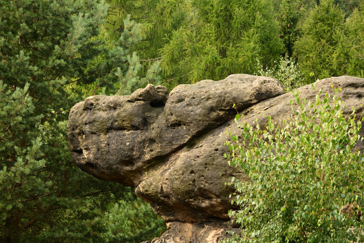 DSC_0248n.jpg