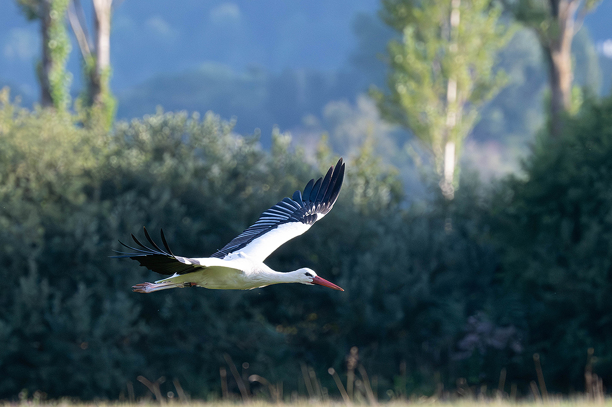 DSC_0251k.jpg