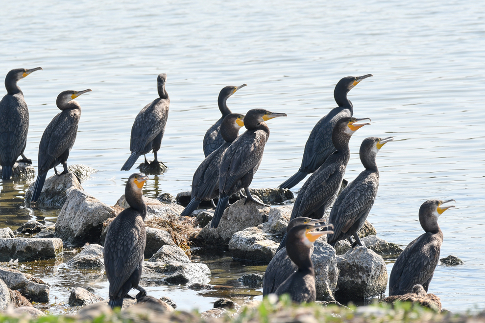 DSC_0269.jpg