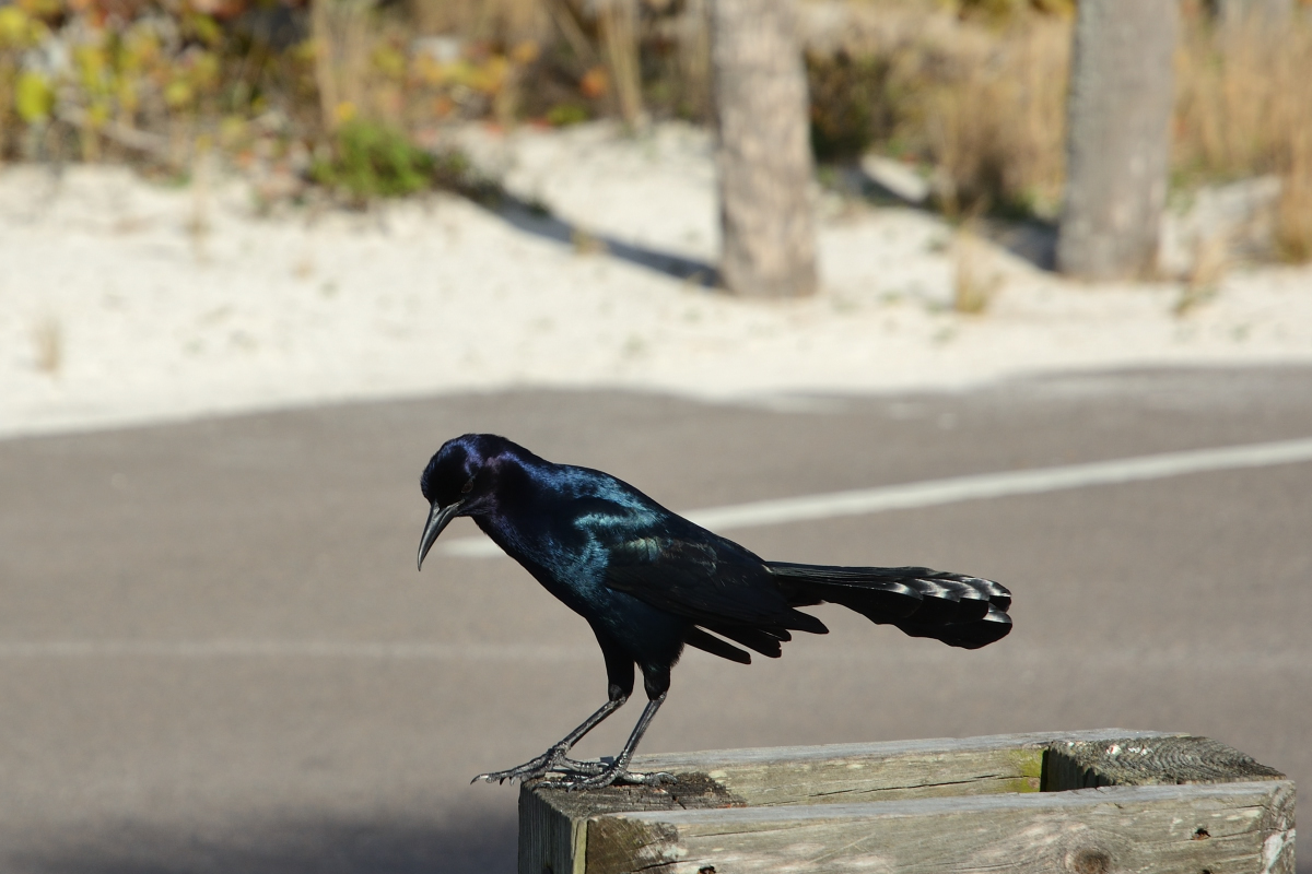 DSC_0284.jpg