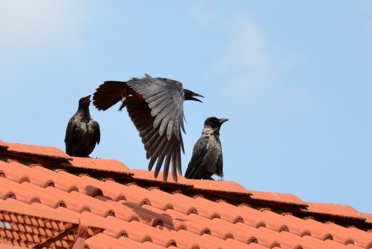 DSC_0286.jpg