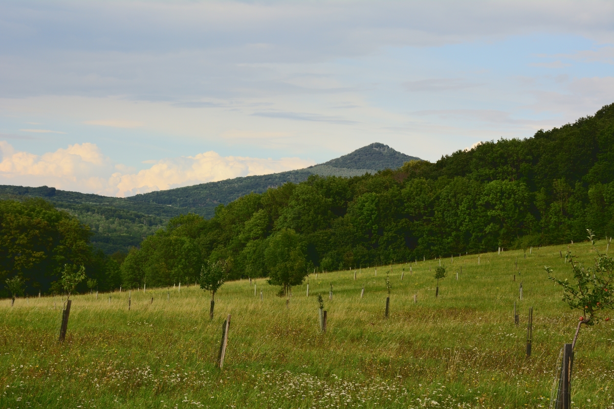 DSC_0287_00001_02n.jpg