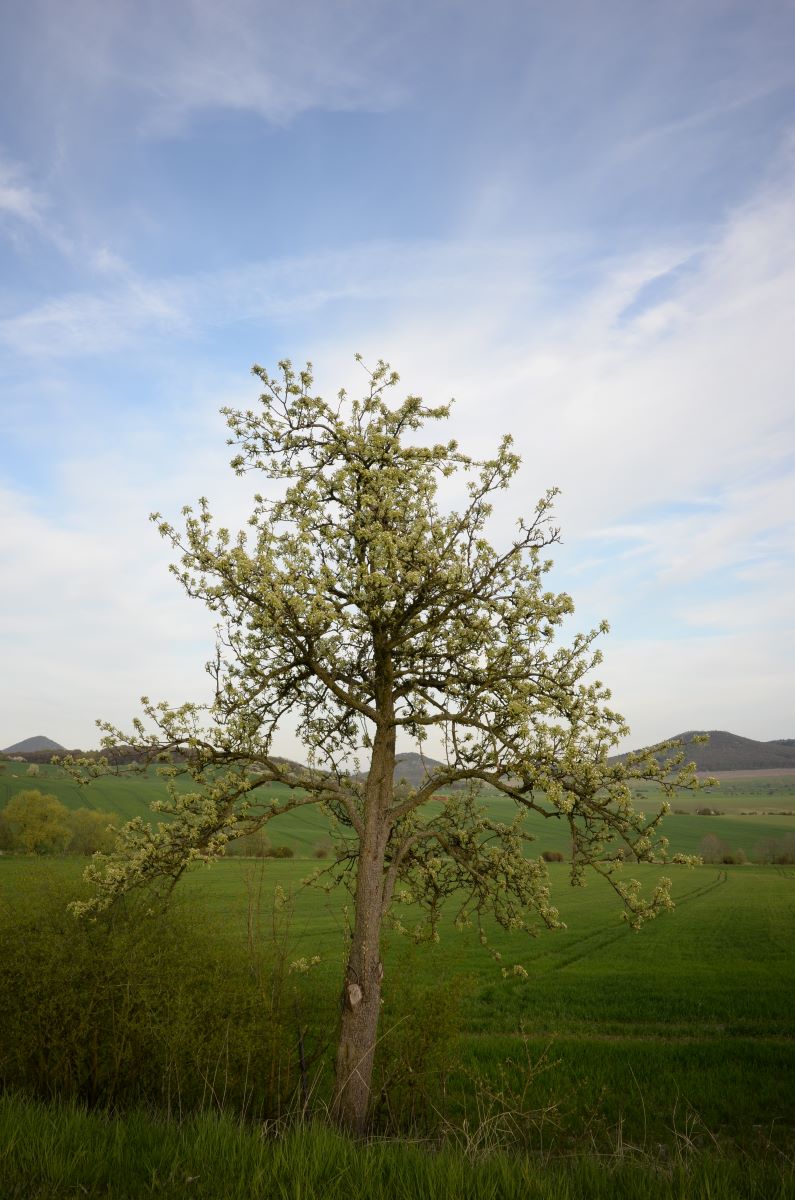 DSC_0295n.JPG