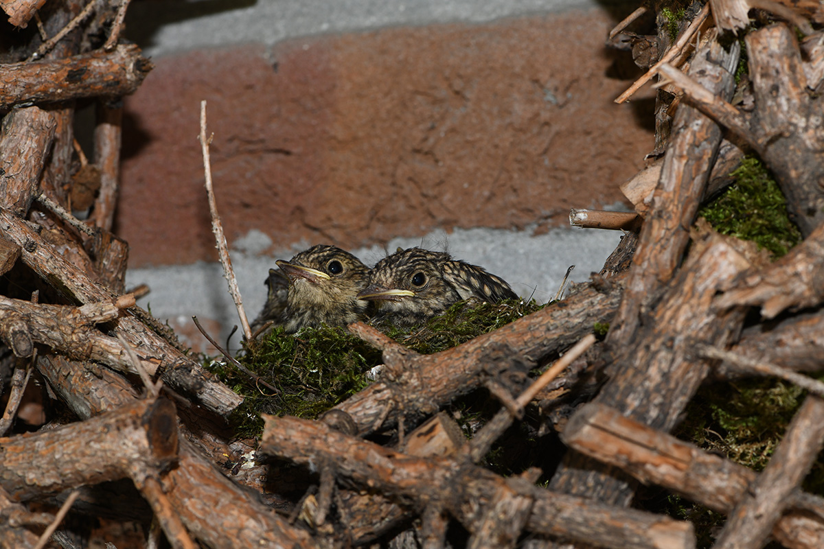 DSC_0330.JPG