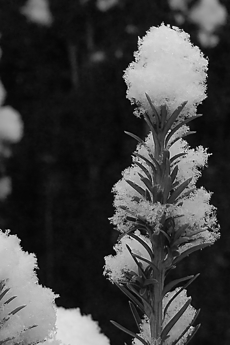 DSC_0340HSW.jpg