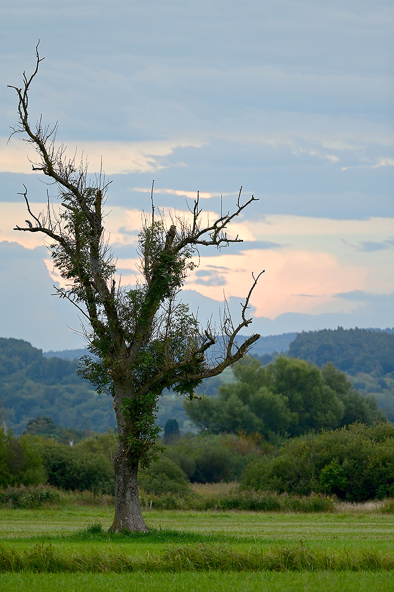 DSC_0353.jpg