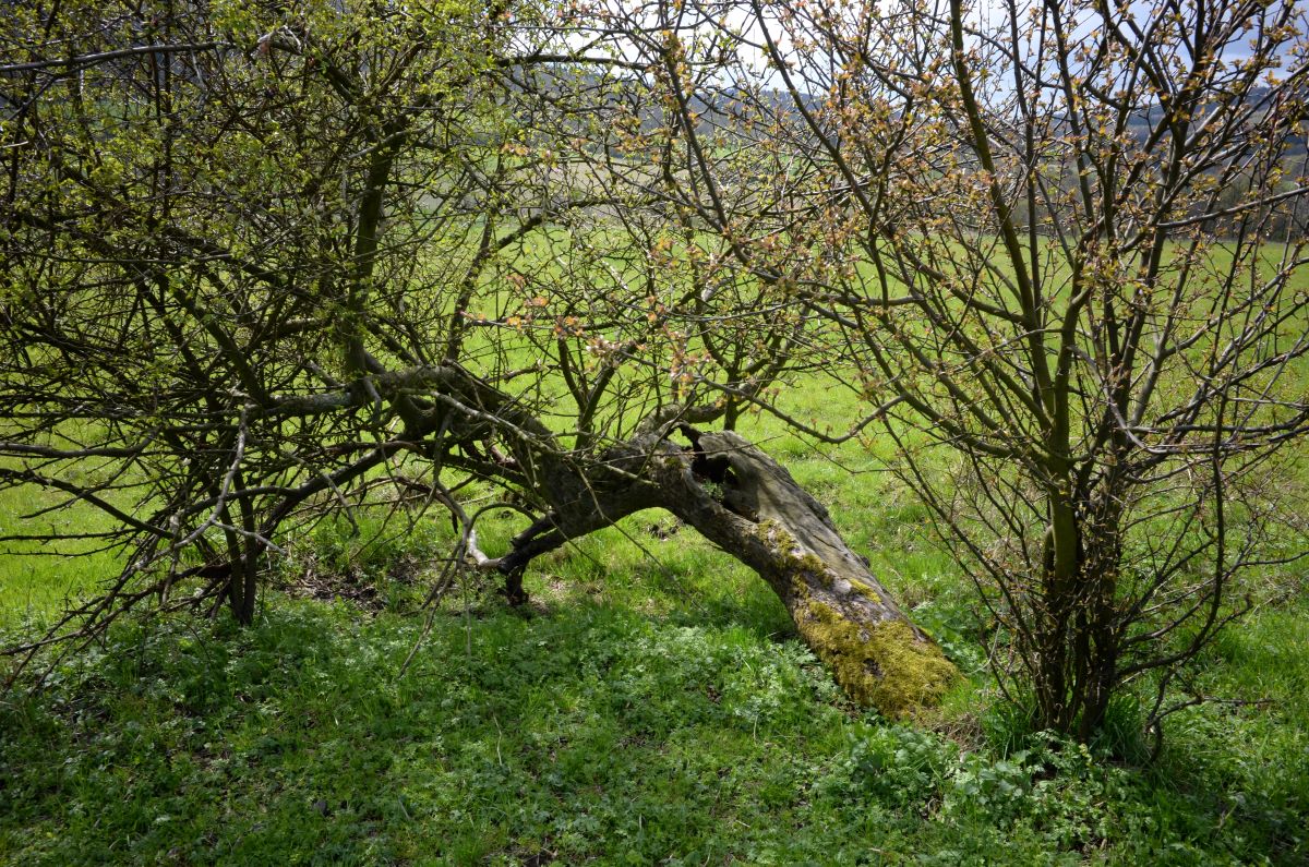 DSC_0395n.JPG