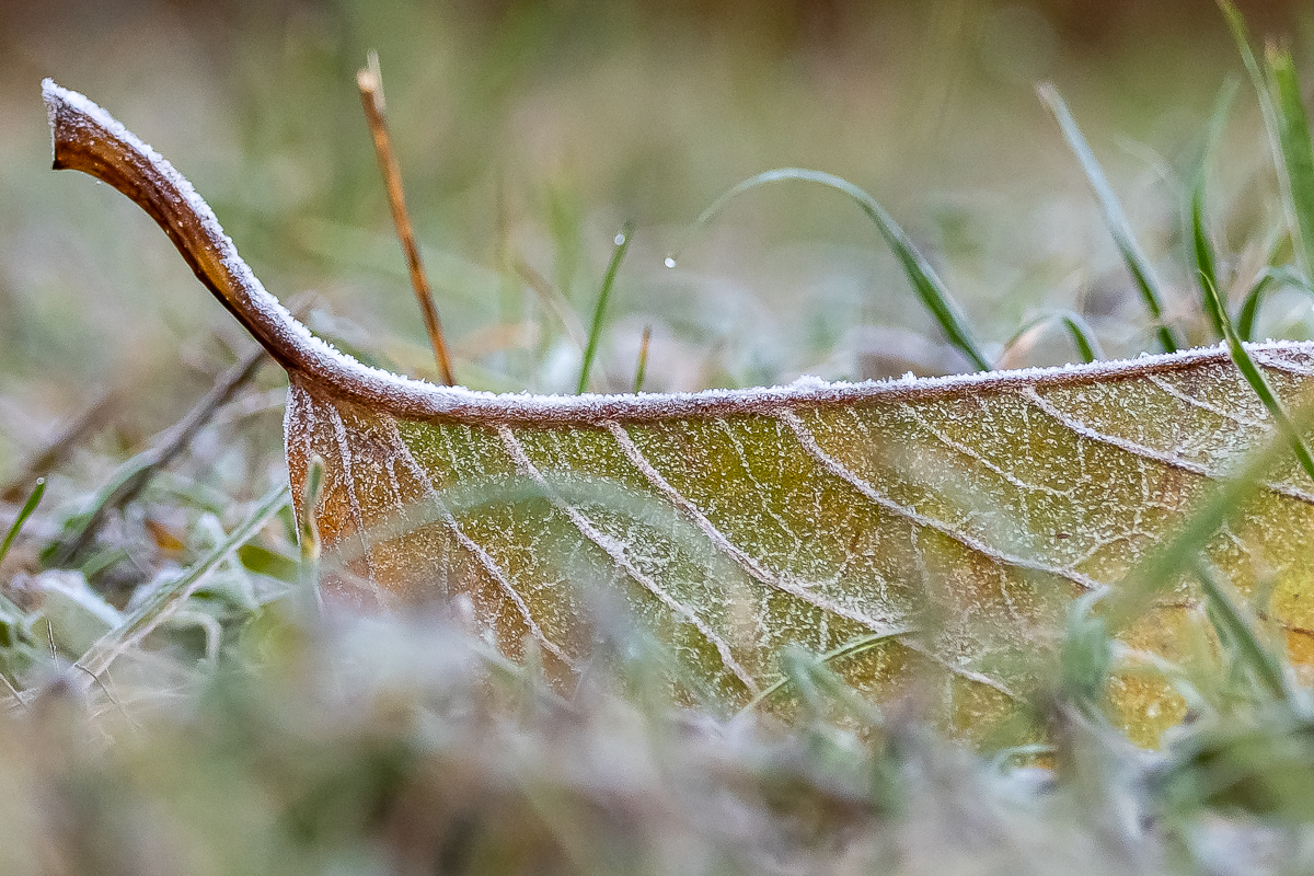 DSC_0398.jpg