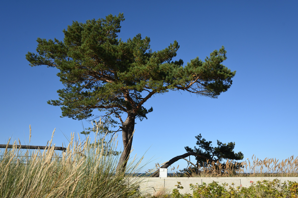 DSC_0411.JPG
