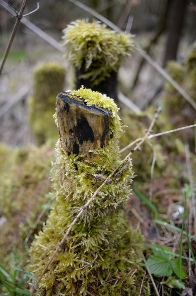 DSC_0412n.JPG