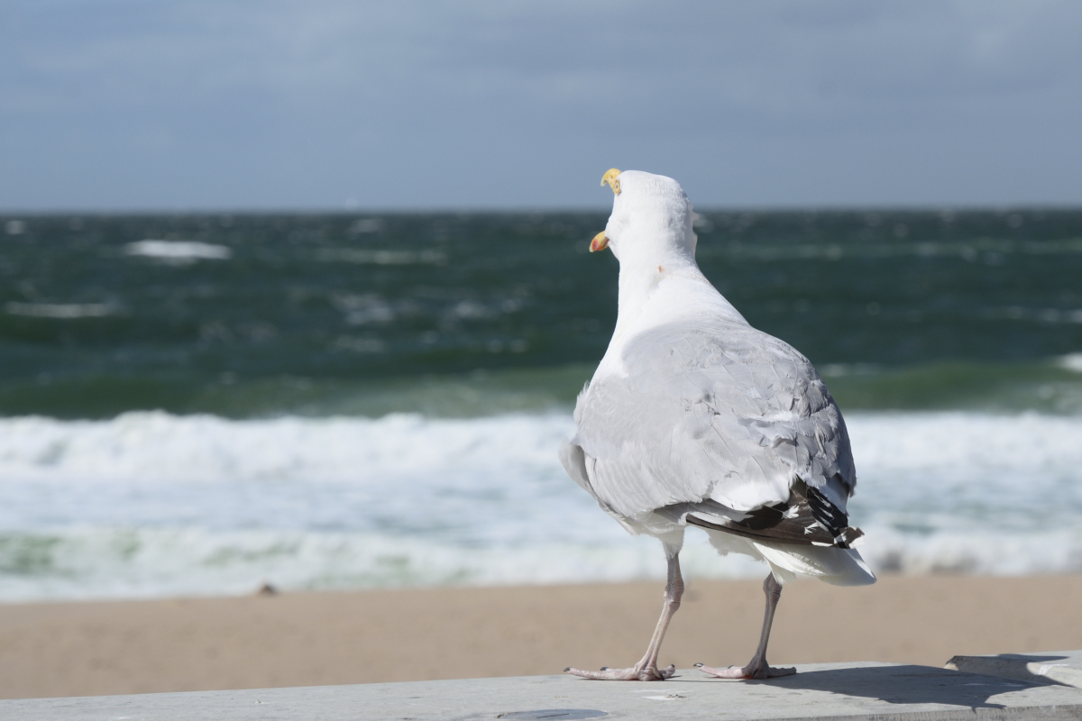DSC_0423.JPG