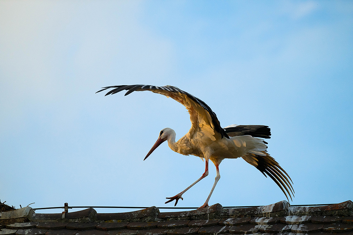 DSC_0459k.jpg