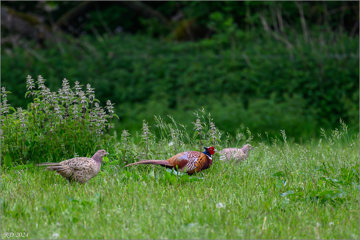 DSC_0461.jpg