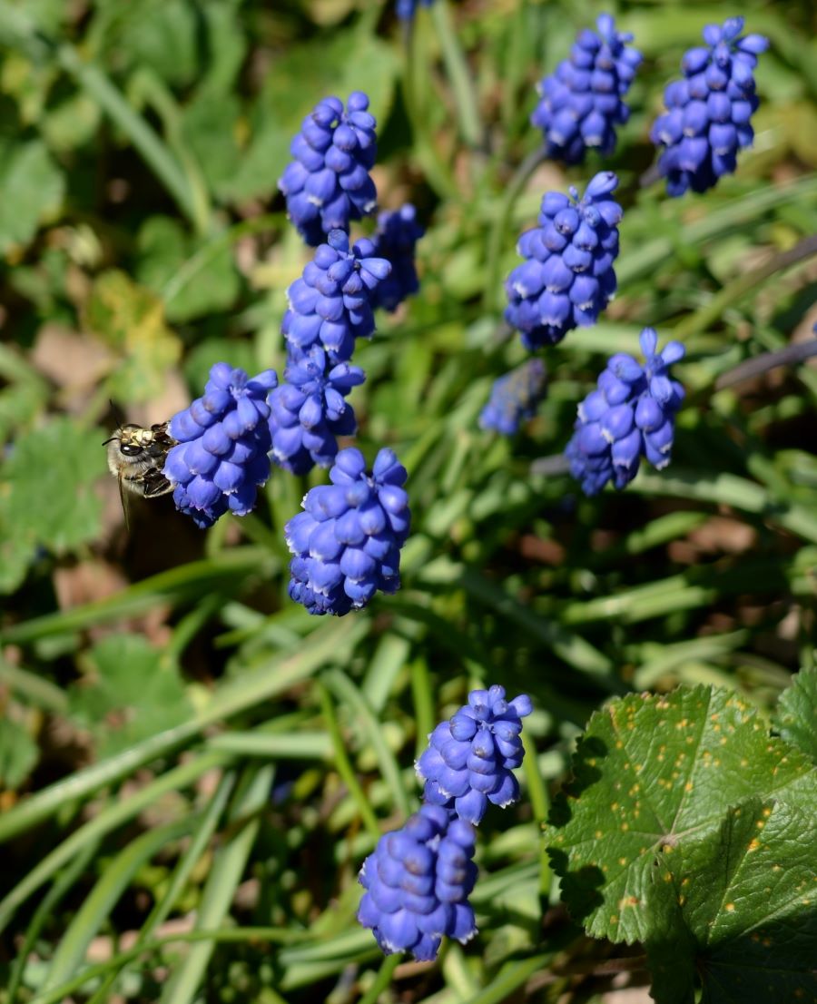 DSC_0479-1n.JPG
