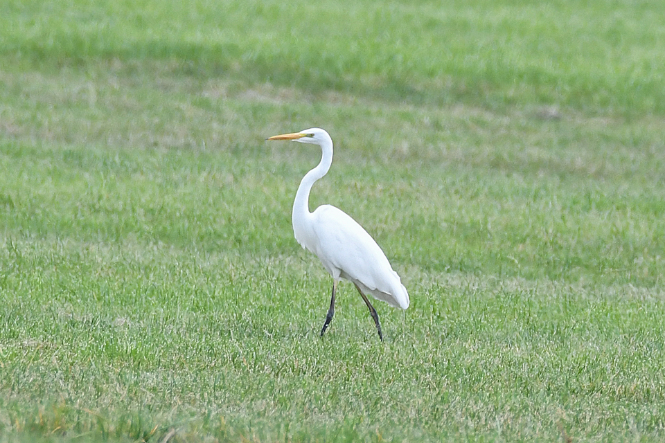 DSC_0505.jpg