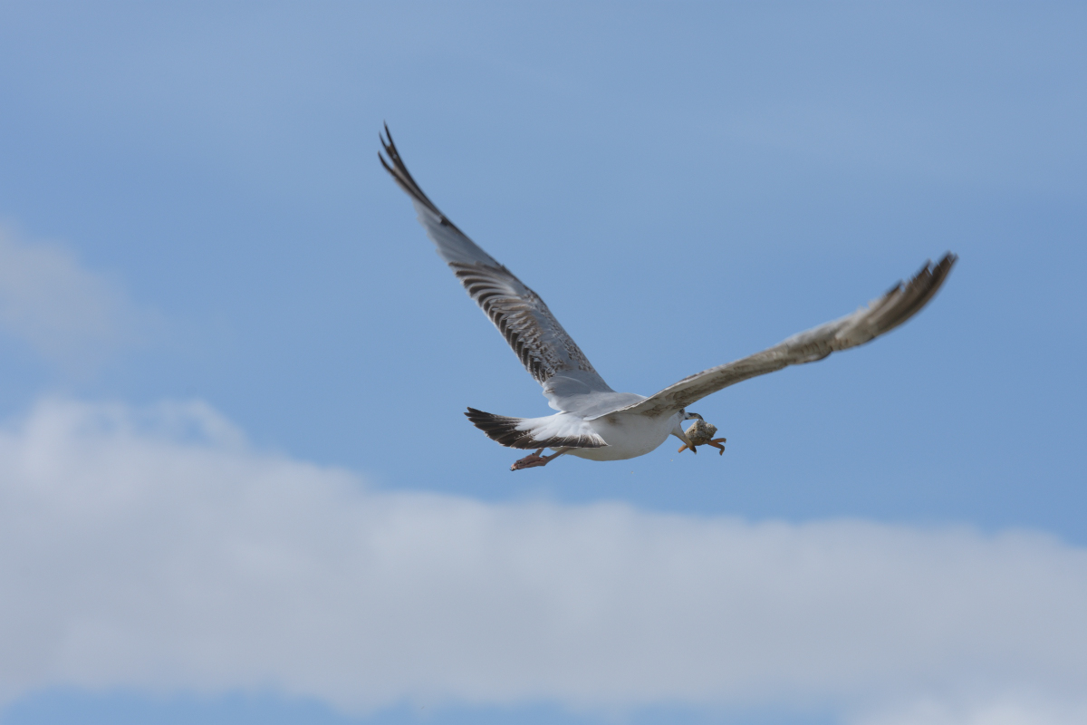DSC_0514.jpg
