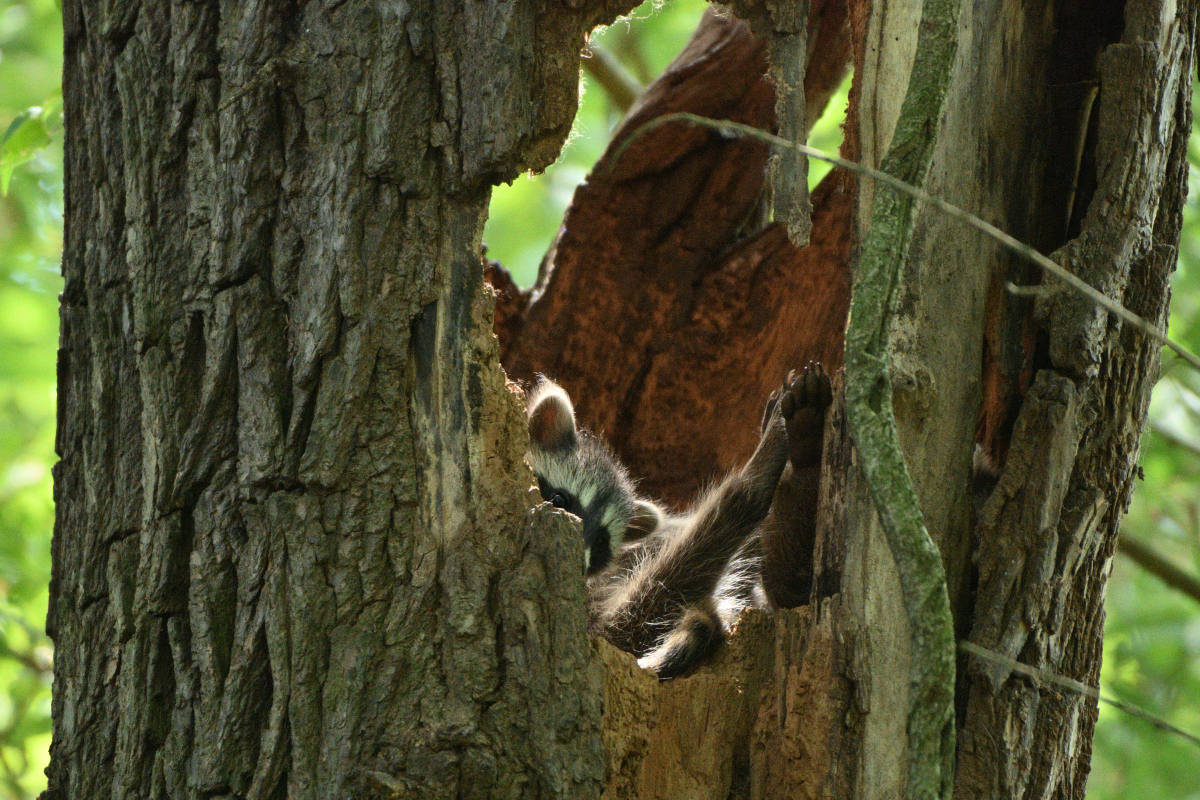 DSC_0535.JPG
