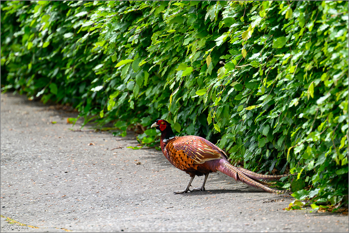 DSC_0543.jpg