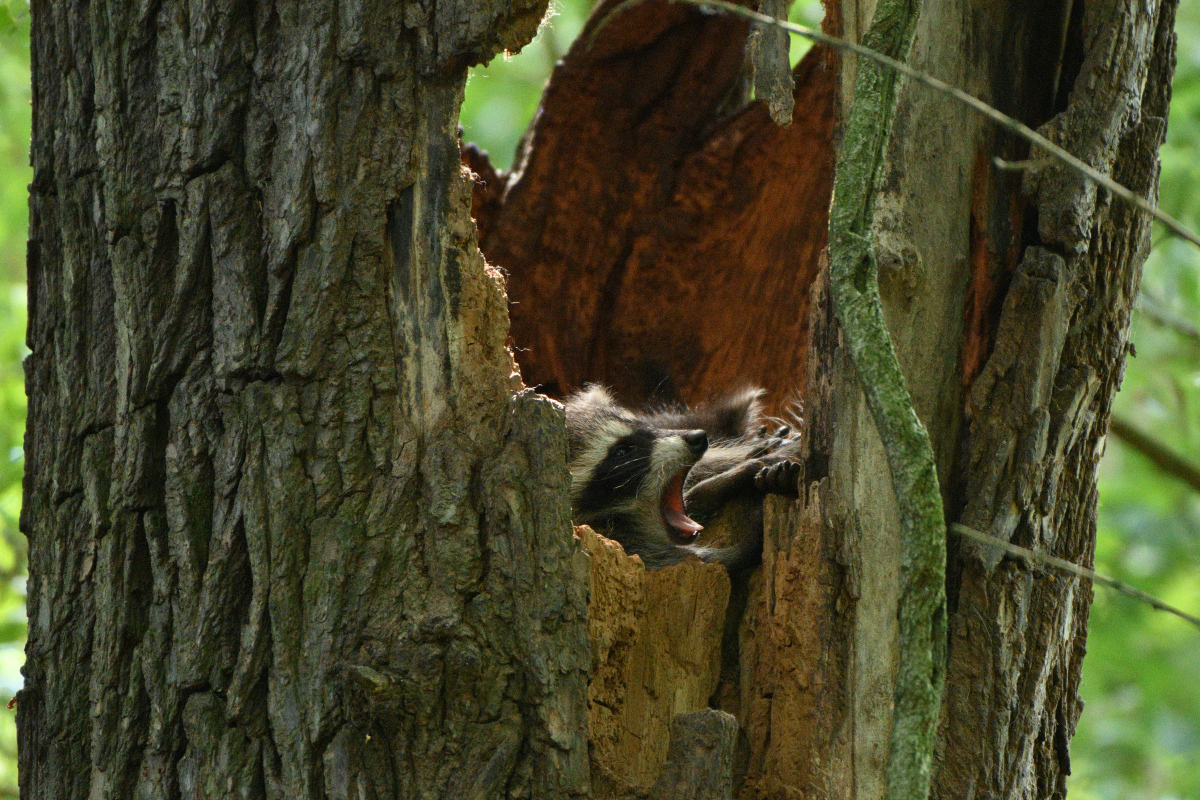 DSC_0553.JPG