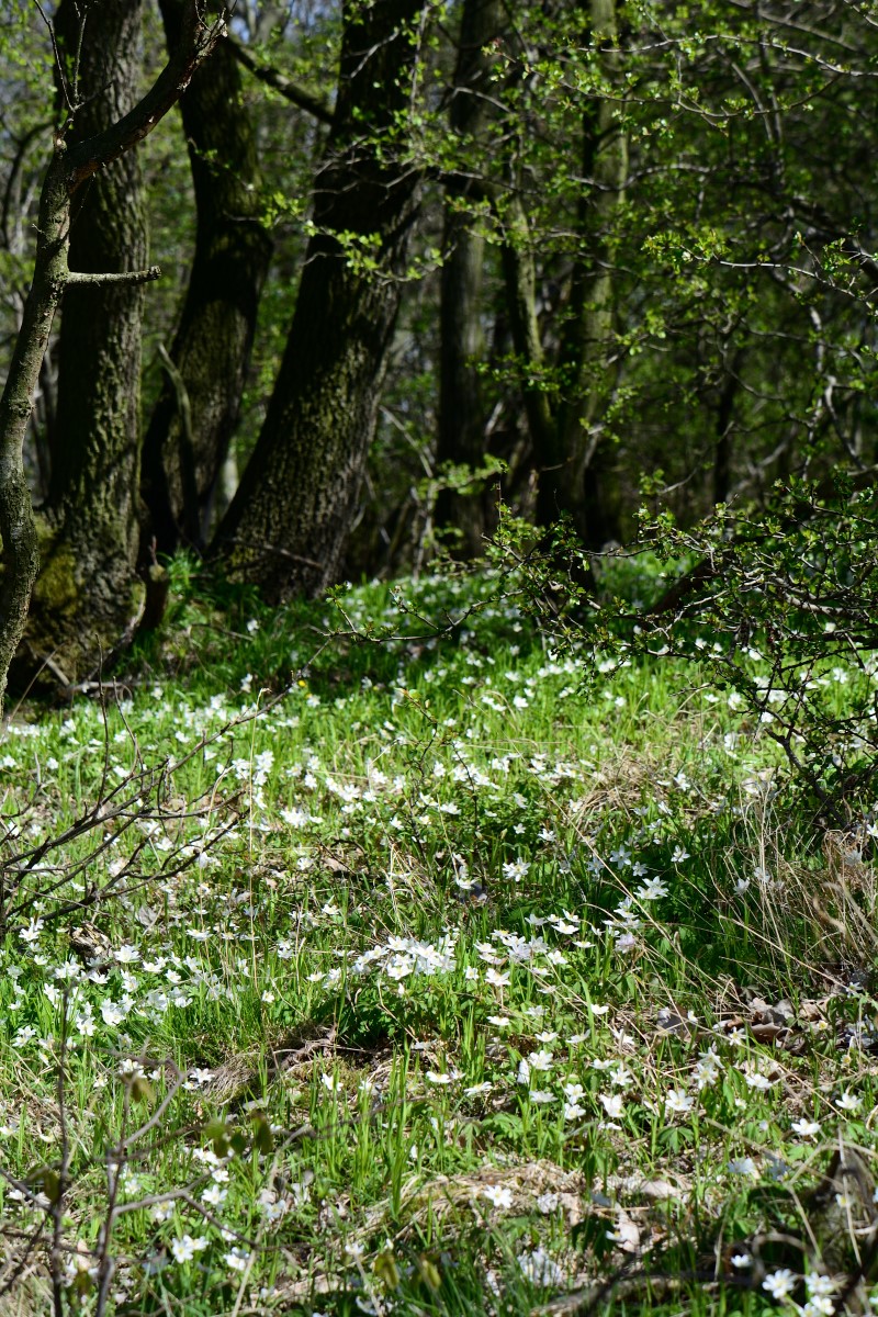 DSC_0553_00015n.jpg