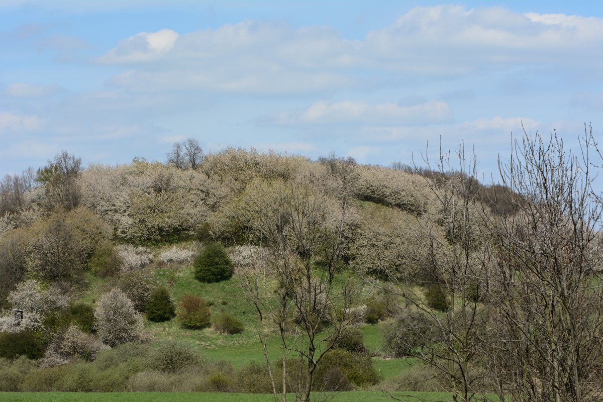 DSC_0564_00001n.jpg