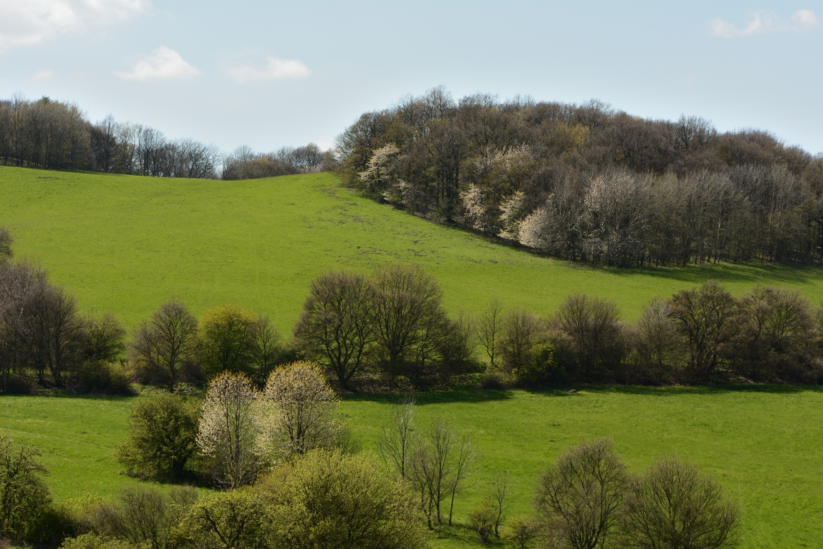DSC_0575_00001n.jpg