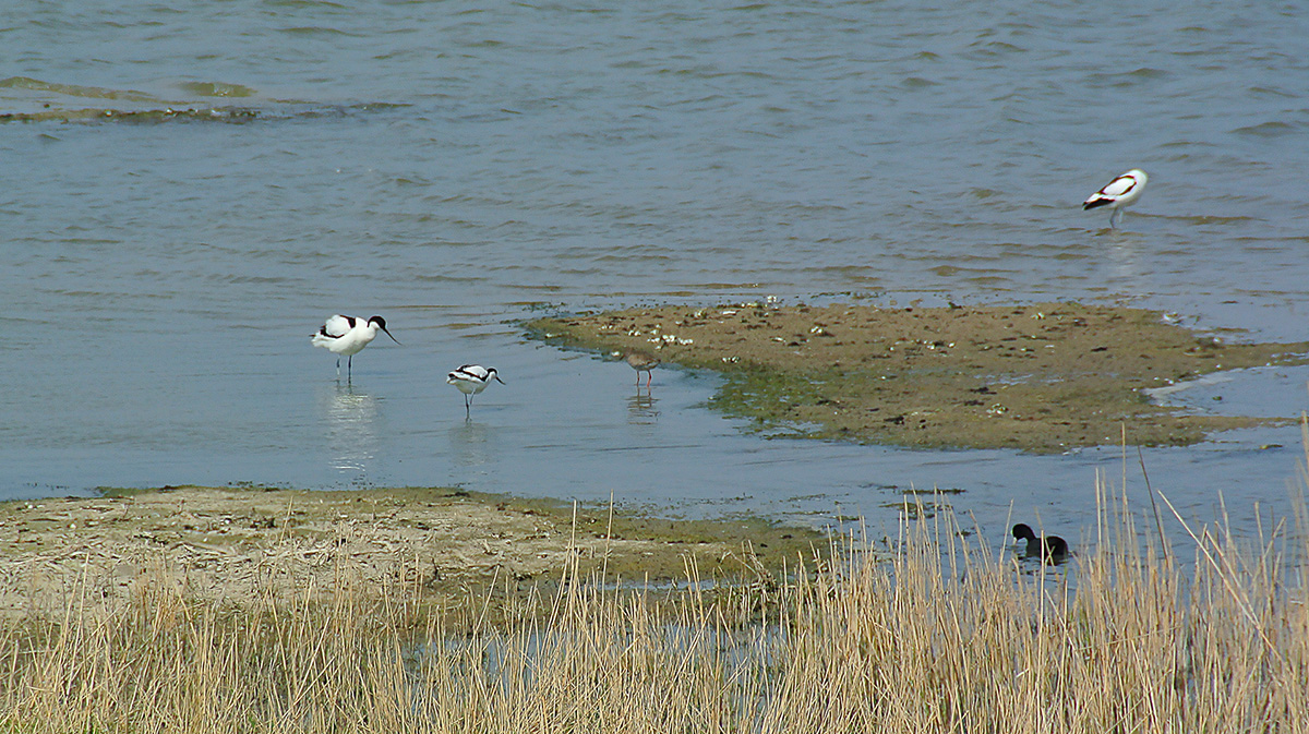 DSC_0598PAxl.jpg