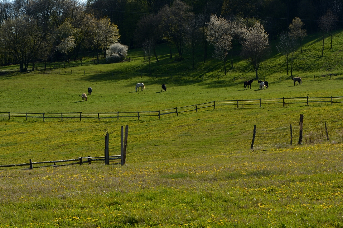 DSC_0606_00001n.jpg
