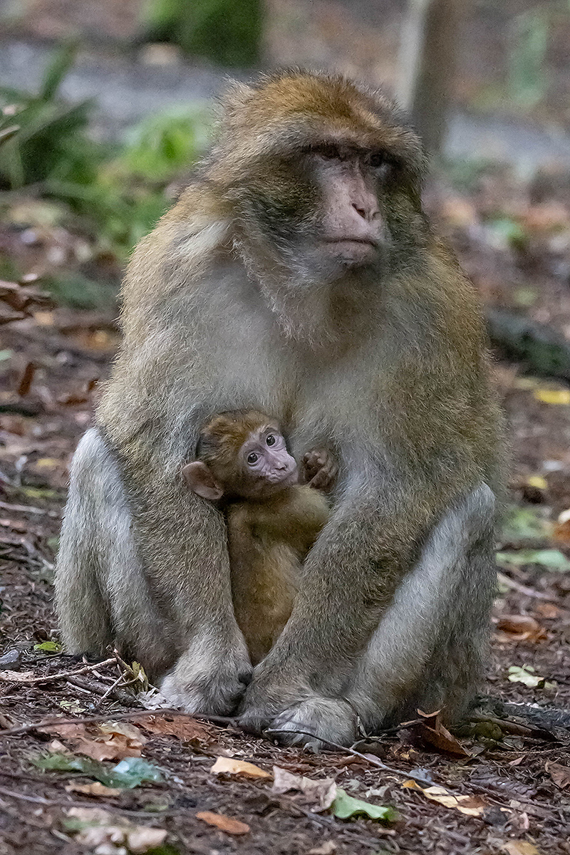 DSC_0613k.jpg